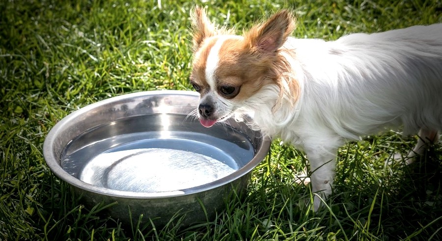 choisir sa gamelle de voyage pour chiens et chats