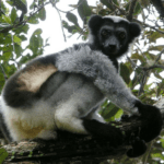 Écotourisme - partir à la découverte des animaux endémiques de Madagascar