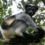Écotourisme : partir à la découverte des animaux endémiques de Madagascar