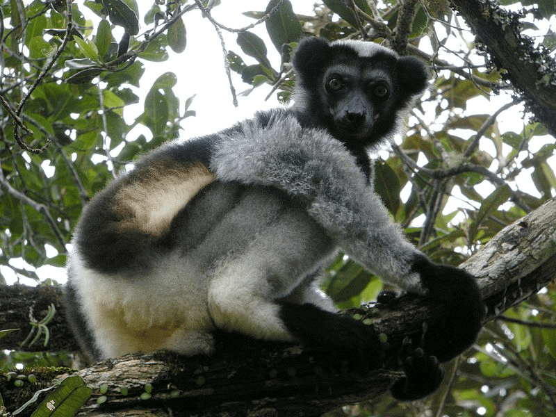 Écotourisme - partir à la découverte des animaux endémiques de Madagascar